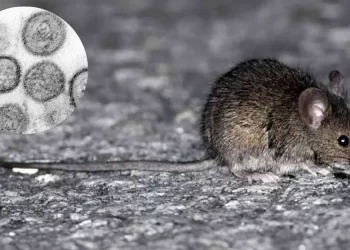 Nuevo caso de hantavirus: un hombre está en terapia intensiva y aislaron a contactos estrechos