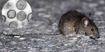 Nuevo caso de hantavirus: un hombre está en terapia intensiva y aislaron a contactos estrechos