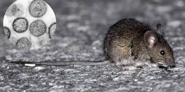 Nuevo caso de hantavirus: un hombre está en terapia intensiva y aislaron a contactos estrechos