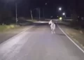 Un caballo caminando sobre la ruta alarmó a conductores en Sarmiento