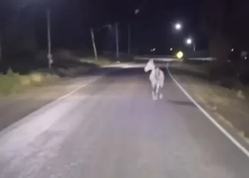 Un caballo caminando sobre la ruta alarmó a conductores en Sarmiento