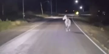 Un caballo caminando sobre la ruta alarmó a conductores en Sarmiento