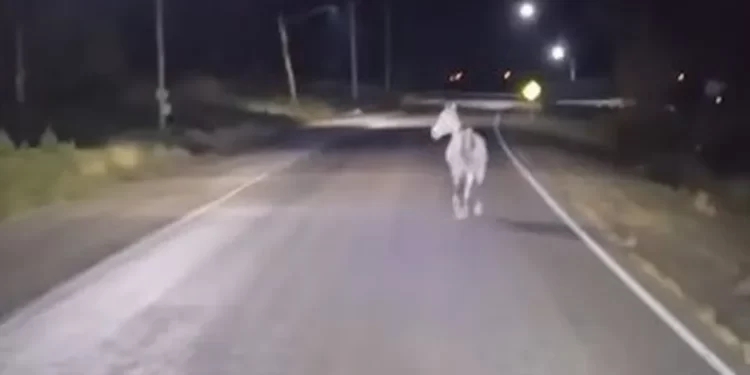 Un caballo caminando sobre la ruta alarmó a conductores en Sarmiento