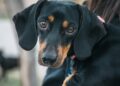 Rawson realizará una nueva jornada de esterilización masiva para mascotas