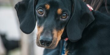 Rawson realizará una nueva jornada de esterilización masiva para mascotas