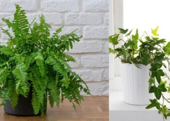 Cuáles son las mejores plantas para lugares sin luz natural: opciones resistentes
