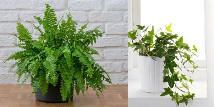 Cuáles son las mejores plantas para lugares sin luz natural: opciones resistentes