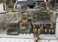 Gendarmería rescató 88 aves y decenas de especies silvestres