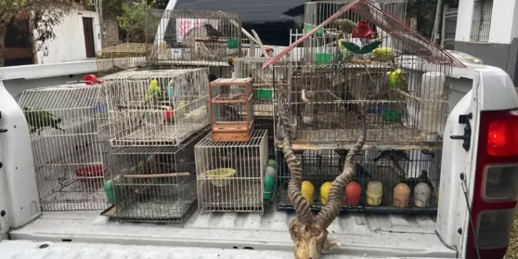 Gendarmería rescató 88 aves y decenas de especies silvestres