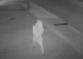 Entraron a una casa mientras su dueña dormía y quedaron filmados por una cámara