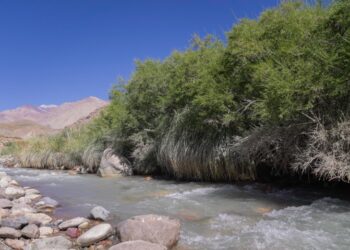 Abren la convocatoria 2026 para proyectos de conservación de bosques nativos