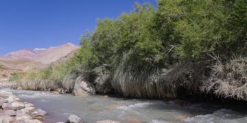 Abren la convocatoria 2026 para proyectos de conservación de bosques nativos