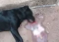 Crueldad animal en Caucete: investigan la muerte de perros tras consumir carne con vidrio molido