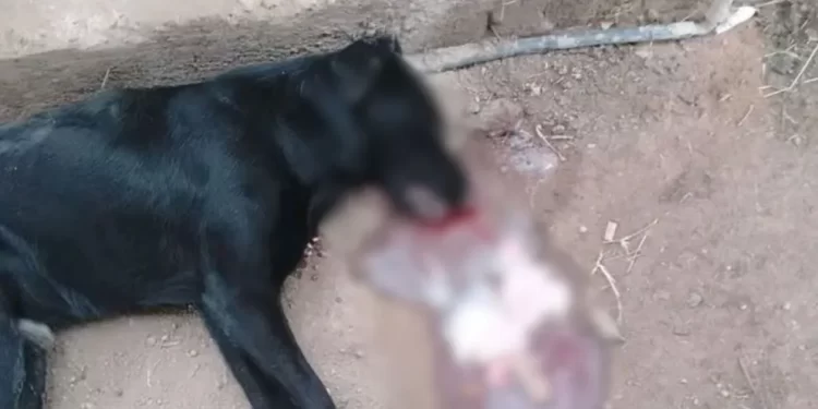 Crueldad animal en Caucete: investigan la muerte de perros tras consumir carne con vidrio molido