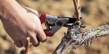 San Juan anuncia una línea de crédito para labores como la poda
