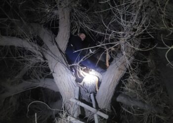 ¿Ave monstruosa o una bruja?: El episodio que dejó a un perro arriba de un árbol en San Juan