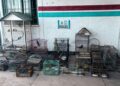 Rescatan 40 aves silvestres en Pocito