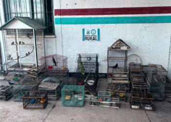 Rescatan 40 aves silvestres en Pocito