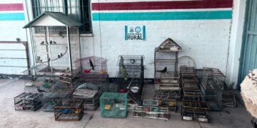 Rescatan 40 aves silvestres en Pocito