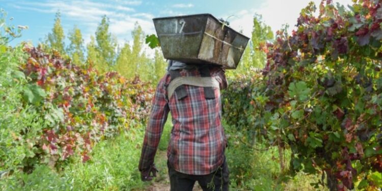 Producción prorrogará cuotas de créditos para el sector vitivinícola local