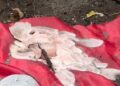 ¿Ritual de brujería en El Pinar?: encontraron un altar con velas y figuras