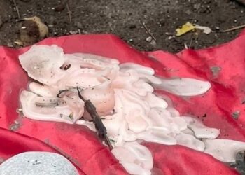 ¿Ritual de brujería en El Pinar?: encontraron un altar con velas y figuras