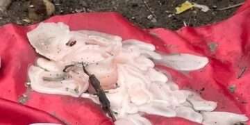 ¿Ritual de brujería en El Pinar?: encontraron un altar con velas y figuras