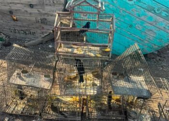Operativo en Caucete: secuestraron fauna autóctona en cautiverio