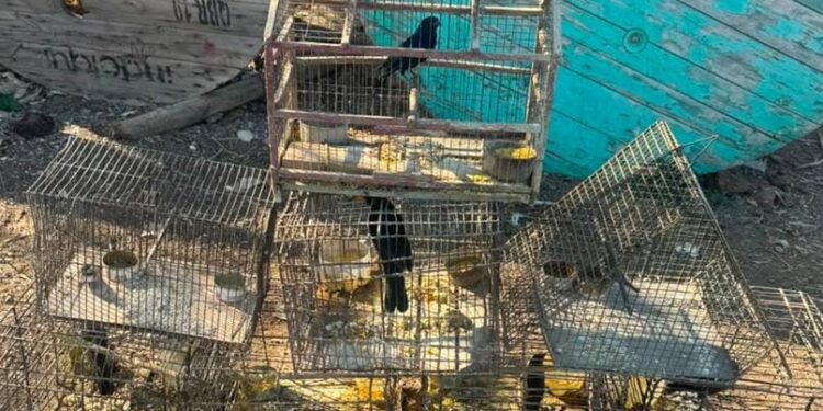 Operativo en Caucete: secuestraron fauna autóctona en cautiverio
