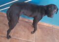 Realizan una colecta para operar a Simba, un cachorro que fue atropellado en San Juan