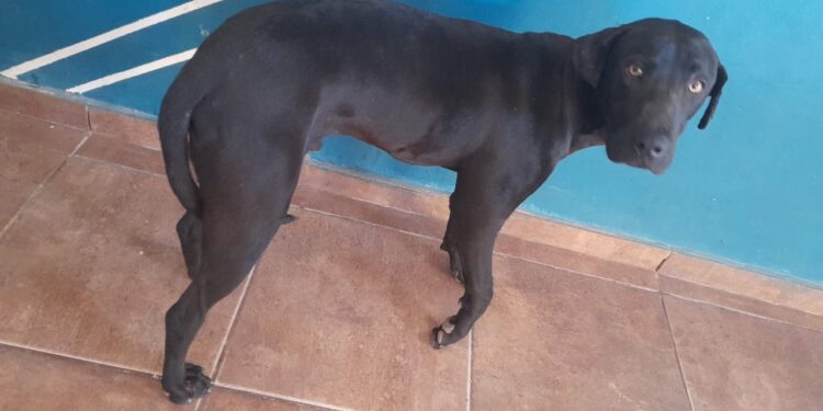 Realizan una colecta para operar a Simba, un cachorro que fue atropellado en San Juan