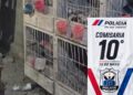 Impactante operativo en 25 de Mayo: encontraron 80 gallos de riña y medicamentos