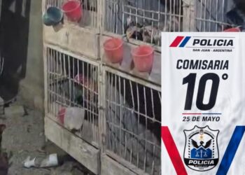 Impactante operativo en 25 de Mayo: encontraron 80 gallos de riña y medicamentos
