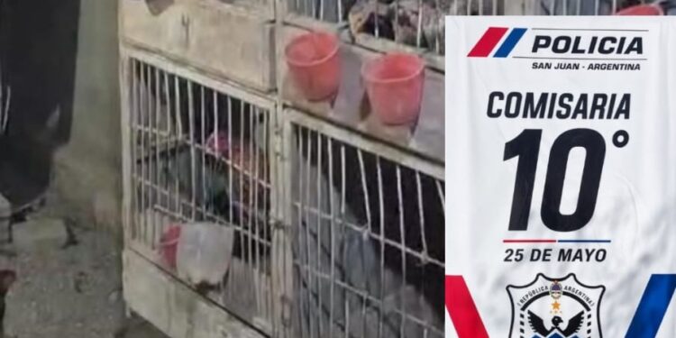 Impactante operativo en 25 de Mayo: encontraron 80 gallos de riña y medicamentos
