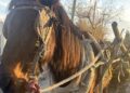 Un joven fue detenido tras circular en una carretela con un caballo desnutrido