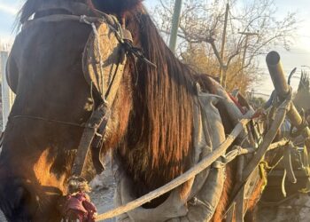 Un joven fue detenido tras circular en una carretela con un caballo desnutrido