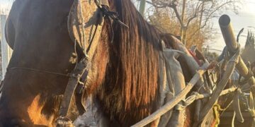 Un joven fue detenido tras circular en una carretela con un caballo desnutrido