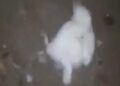 Captura de video