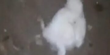 Captura de video