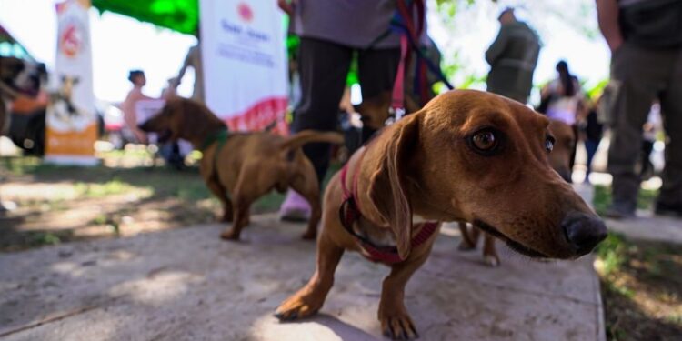 Caucete recibirá un operativo especial de tenencia responsable para mascotas