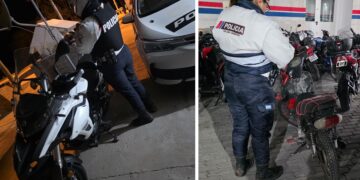Rescatan a dos cachorros de puma que permanecían en cautiverio ilegal