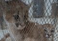 Rescatan a dos cachorros de puma que permanecían en cautiverio ilegal