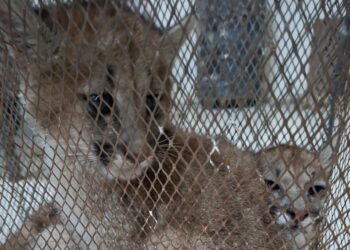 Rescatan a dos cachorros de puma que permanecían en cautiverio ilegal