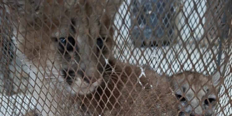 Rescatan a dos cachorros de puma que permanecían en cautiverio ilegal