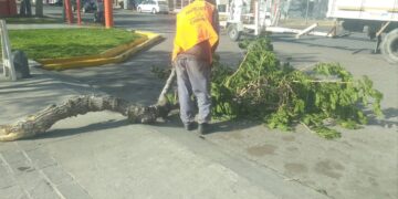 Viento Zonda en Chimbas: intenso operativo municipal tras los daños provocados
