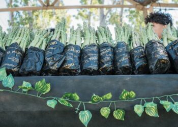 Rawson se prepara para la Fiesta del Espárrago y el Alcaucil en el Médano de Oro