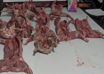 Detienen a tres mendocinos que llevaban fauna faenada y un ave oculta