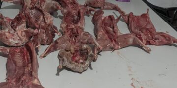 Detienen a tres mendocinos que llevaban fauna faenada y un ave oculta