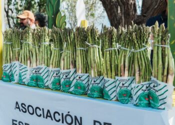 Rawson reunió al sector esparraguero en una jornada técnica clave