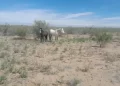La Policía secuestró cinco animales sueltos en Caucete